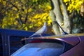 ÃÂ Dove sits on a parked car - Image